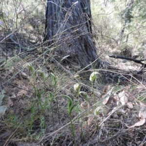 Diplodium ampliatum at The Ridgeway, NSW - suppressed