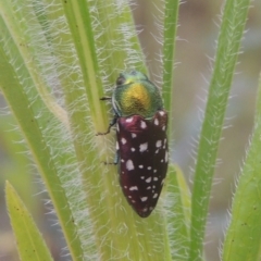 Diphucrania leucosticta (White-flecked acacia jewel beetle) at Greenway, ACT - 31 Jan 2021 by MichaelBedingfield