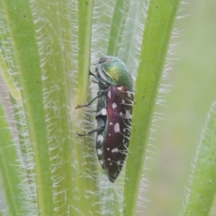 Diphucrania leucosticta at Greenway, ACT - 31 Jan 2021