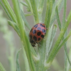 Harmonia conformis (Common Spotted Ladybird) at Pine Island to Point Hut - 31 Jan 2021 by michaelb