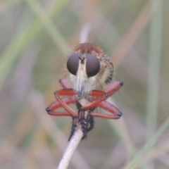 Colepia ingloria (A robber fly) at Greenway, ACT - 31 Jan 2021 by MichaelBedingfield