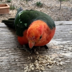 Alisterus scapularis (Australian King-Parrot) at Aranda, ACT - 6 Mar 2021 by KMcCue