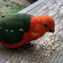 Alisterus scapularis at Aranda, ACT - 6 Mar 2021