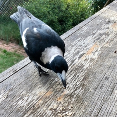 Gymnorhina tibicen (Australian Magpie) at Aranda, ACT - 6 Mar 2021 by KMcCue