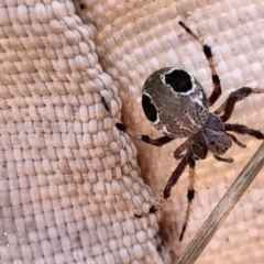 Araneus sp. (genus) (Orb weaver) at Holt, ACT - 7 Mar 2021 by KMcCue