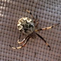 Backobourkia sp. (genus) (An orb weaver) at Holt, ACT - 7 Mar 2021 by KMcCue