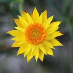 Xerochrysum viscosum (Sticky Everlasting) at Wodonga, VIC - 7 Mar 2021 by KylieWaldon