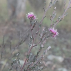 Kunzea parvifolia (Violet Kunzea) at Pine Island to Point Hut - 31 Jan 2021 by michaelb