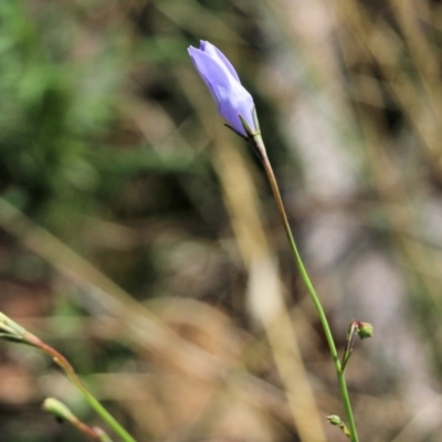 Wahlenbergia sp. (Bluebell) at Wodonga - 7 Mar 2021 by KylieWaldon