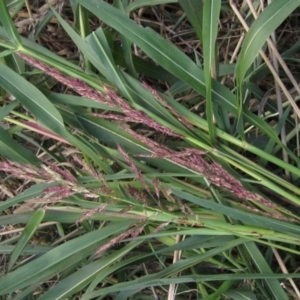 Sorghum halepense at Macgregor, ACT - 6 Feb 2021