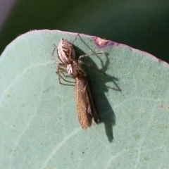 Oxyopes sp. (genus) (Lynx spider) at Wodonga, VIC - 6 Mar 2021 by Kyliegw
