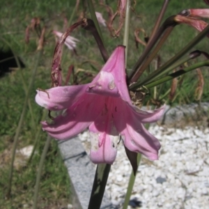 Amaryllis belladonna at Hall, ACT - 26 Feb 2021