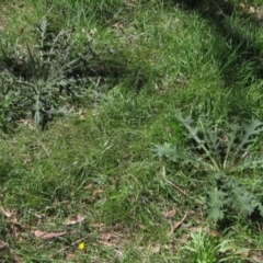 Cirsium vulgare (Spear Thistle) at Hall Cemetery - 26 Feb 2021 by pinnaCLE