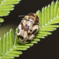 Elaphodes cervinus (Leaf beetle) at Hawker, ACT - 1 Mar 2021 by AlisonMilton