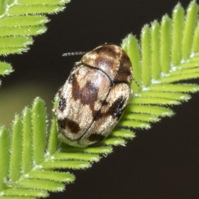 Elaphodes cervinus (Leaf beetle) at Hawker, ACT - 1 Mar 2021 by AlisonMilton