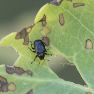 Euops sp. (genus) (A leaf-rolling weevil) at The Pinnacle - 4 Mar 2021 by AlisonMilton