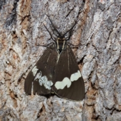Nyctemera amicus (Senecio Moth, Magpie Moth, Cineraria Moth) at Paddys River, ACT - 6 Mar 2021 by RodDeb