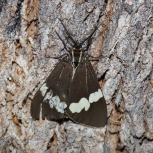 Nyctemera amicus at Paddys River, ACT - 6 Mar 2021 06:59 PM