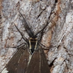 Nyctemera amicus at Paddys River, ACT - 6 Mar 2021