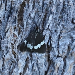 Nyctemera amicus at Paddys River, ACT - 6 Mar 2021 06:59 PM