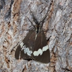 Nyctemera amicus at Paddys River, ACT - 6 Mar 2021