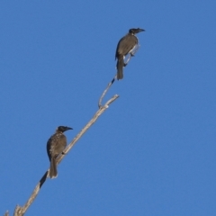 Philemon corniculatus (Noisy Friarbird) at Paddys River, ACT - 6 Mar 2021 by RodDeb