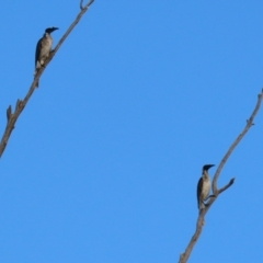 Philemon corniculatus at Paddys River, ACT - 6 Mar 2021