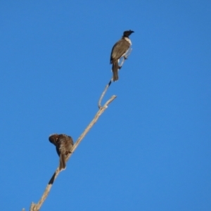 Philemon corniculatus at Paddys River, ACT - 6 Mar 2021