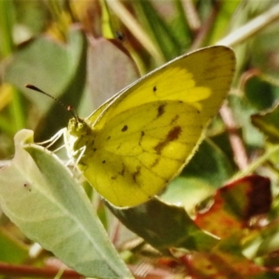Eurema smilax (Small Grass-yellow) at Symonston, ACT - 7 Mar 2021 by JohnBundock