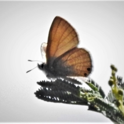 Nacaduba biocellata (Two-spotted Line-Blue) at Holt, ACT - 7 Mar 2021 by JohnBundock