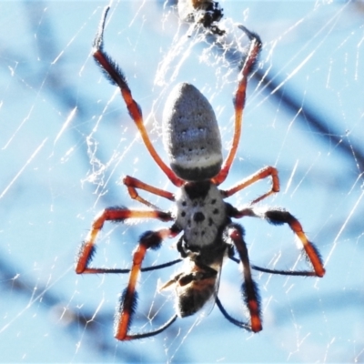 Trichonephila edulis (Golden orb weaver) at Stromlo, ACT - 5 Mar 2021 by JohnBundock