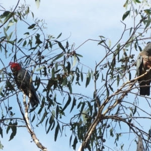 Callocephalon fimbriatum at Hawker, ACT - suppressed