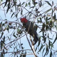 Callocephalon fimbriatum at Hawker, ACT - suppressed