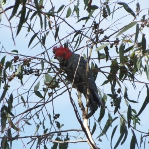 Callocephalon fimbriatum at Hawker, ACT - suppressed