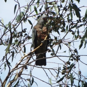 Callocephalon fimbriatum at Hawker, ACT - suppressed