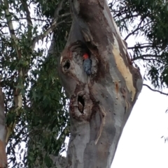 Callocephalon fimbriatum (Gang-gang Cockatoo) at Hawker, ACT - 24 Feb 2021 by sangio7