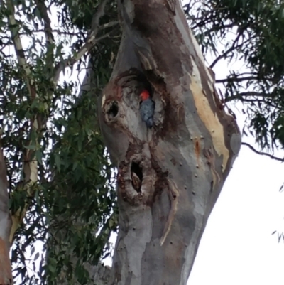 Callocephalon fimbriatum (Gang-gang Cockatoo) at Hawker, ACT - 24 Feb 2021 by sangio7