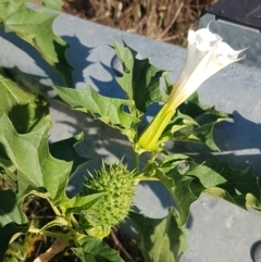 Datura stramonium (Common Thornapple) at Point Hut to Tharwa - 7 Mar 2021 by trevorpreston