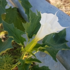 Datura stramonium at Tharwa, ACT - 7 Mar 2021 08:43 AM