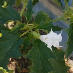 Datura stramonium at Tharwa, ACT - 7 Mar 2021