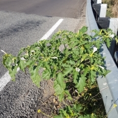 Datura stramonium at Tharwa, ACT - 7 Mar 2021 08:43 AM