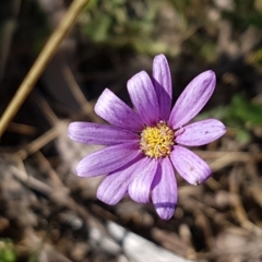 Calotis scabiosifolia var. integrifolia (Rough Burr-daisy) at Yarrangobilly, NSW - 7 Mar 2021 by trevorpreston