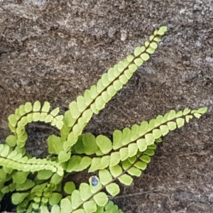 Asplenium trichomanes at Yarrangobilly, NSW - suppressed