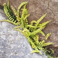 Asplenium trichomanes at Yarrangobilly, NSW - suppressed