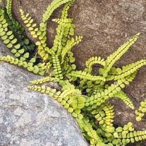 Asplenium trichomanes at Yarrangobilly, NSW - suppressed