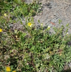 Potentilla recta at Yarrangobilly, NSW - 7 Mar 2021