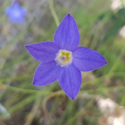 Wahlenbergia luteola (Yellowish Bluebell) at Pinbeyan, NSW - 7 Mar 2021 by tpreston