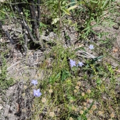 Wahlenbergia luteola at Pinbeyan, NSW - 7 Mar 2021