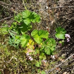 Pelargonium australe at Pinbeyan, NSW - 7 Mar 2021