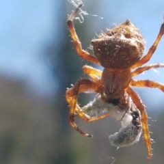 Araneinae (subfamily) (Orb weaver) at Pinbeyan, NSW - 7 Mar 2021 by trevorpreston